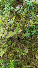 Deep forest with moos and many trees in Belarus