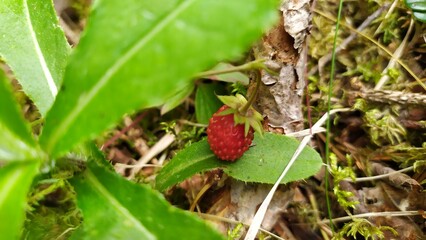 Different berries in the forest in Belarus