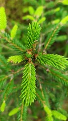 Deep forest with moos and many trees in Belarus