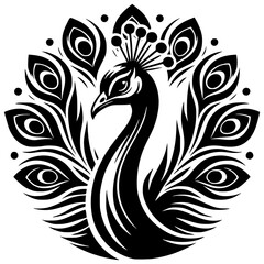 Fototapeta premium Peacock