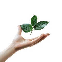 Tender Green Sprout Held Gently in a Human Hand: A Symbol of Nature's Care and Renewal