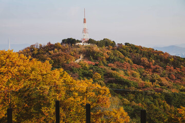 Yellow And Red Autumn Maple Leaves At Namsan Mountain In Seoul,South Korea.