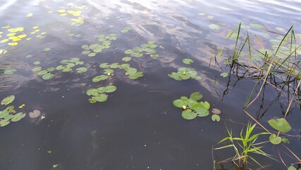Summer lake in the no people place in Belarus