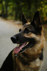 Fototapeta premium A German shepherd sits on a path in a green summer park during a walk. Portrait of a happy smiling dog in close-up.