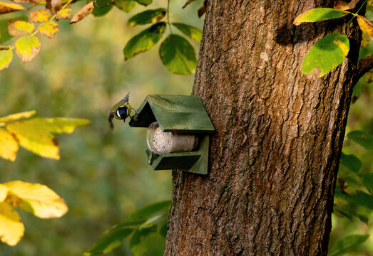 Blue Tit Flew To Feeder In Autumn Forest - Powered by Adobe