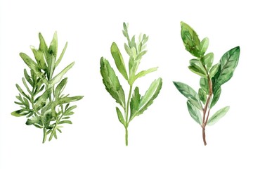 Fototapeta premium Herbs on white background