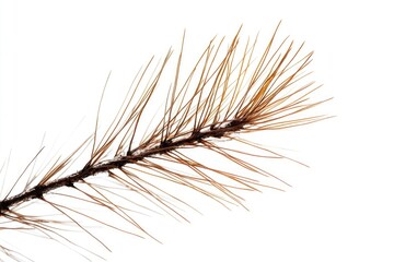 Fototapeta premium A detailed view of a plant's leaves and stems on a white background, great for botanical illustrations or scientific purposes