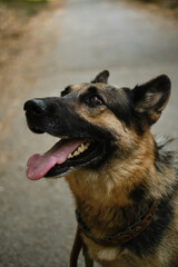 A German shepherd sits on a path in a green park during a walk. Portrait of a happy smiling dog in close-up. The dog looks at the owner with love and loyalty.