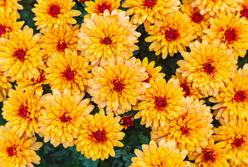 orange-red Korean chrysanthemum flowers