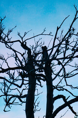 tree silhouette against sky