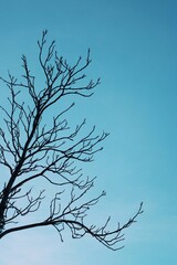 tree branches against sky
