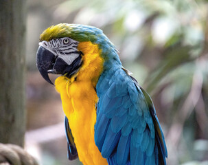 blue and yellow macaw