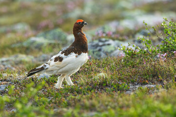 Beautiful male Willow ptarmigan standing on rocky ground on a summer morning and looking around in Urho Kekkonen National Park, Northern Finland