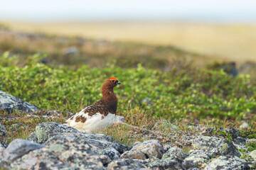 Beautiful male Willow ptarmigan standing on a fell on a summer morning and looking around in Urho Kekkonen National Park, Northern Finland