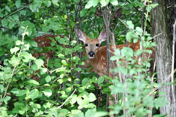 Two Fawns in the Woods