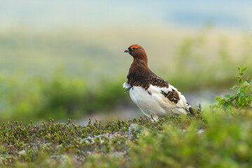 Beautiful male Willow ptarmigan standing on a fell on a summer morning and looking around in Urho...