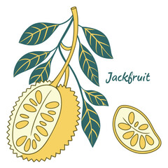 Jackfruit fruit flat vector illustration. Jackfruit logo ...