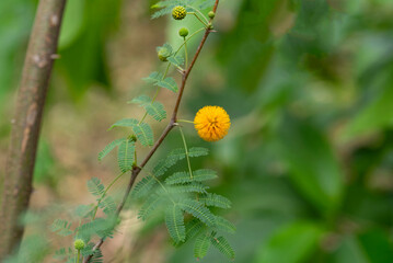 Yellow flower of Acacia Vachellia Farnesiana on a green background. Environment.