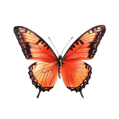 Fototapeta premium Orange Butterfly, Wings Spread Wide, Detailed Illustration