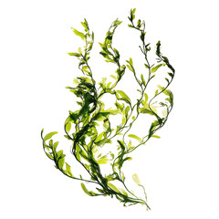 Vibrant Seaweed, a Close-Up Look at Aquatic Life