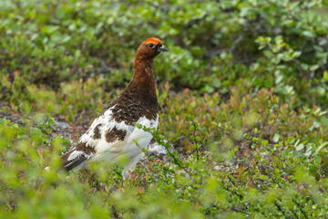 Fototapeta premium Male Willow ptarmigan standing still on lush shrubs on a summer day in Urho Kekkonen National Park, Northern Finland 
