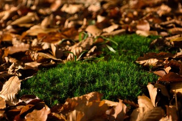 Jesienne liście dookoła mchu 