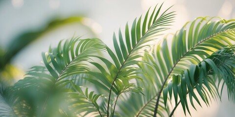 Lush Tropical Palm Fronds Exotic Leaf Greenery Summer Nature
