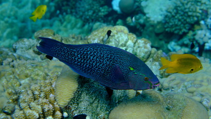 Dusky parrotfish (Scarus niger) undersea, Red Sea, Egypt, Sharm El Sheikh, Montazah Bay