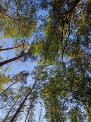 tree tops rise and a blue sky