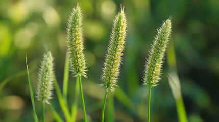 "Close-Up of Green Grass with Bokeh Background"