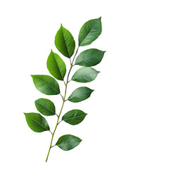 Naklejka premium Green Branch with Lush Leaves Isolated on Black Background