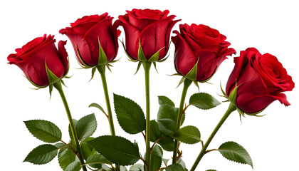 Close-up of a bouquet of vibrant red roses against a black backdrop