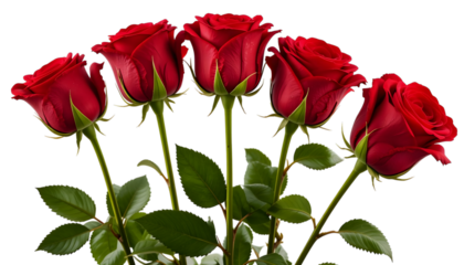 Close-up of a bouquet of vibrant red roses against a black backdrop