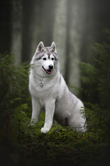 beautiful grey and white siberian husky dog portrait in the green fog pine forest