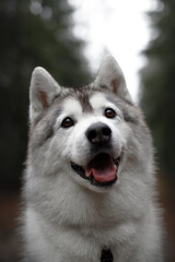 beautiful grey and white siberian husky dog portrait in the green fog pine forest