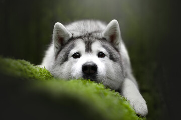 beautiful grey and white siberian husky dog portrait in the green fog pine forest on the moss © Krystsina