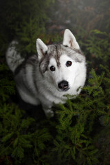 beautiful grey and white siberian husky dog portrait in the green fog pine forest