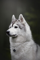 beautiful grey and white siberian husky dog portrait in the green fog pine forest