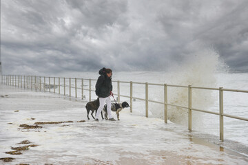 Sea foam storm, lone woman and her two dogs getting soaked by foam washed on to sea front during...