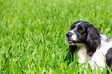 Head shot of Spaniel dog standing in grassy field on summers day, dog is set in corner with room for copy.