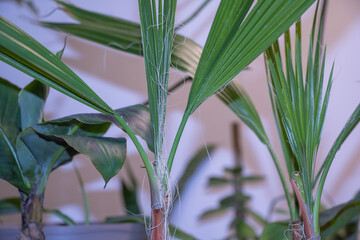 A close-up of the green leaves and trunk of an indoor palm plant