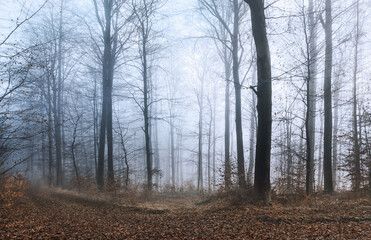 Nebel Hochwald mit Buchen
