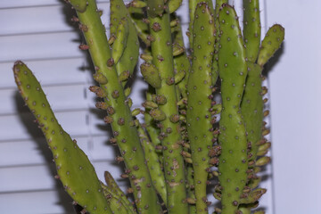 A close-up of the long, green cactus trunk with many small dark brown spots on it