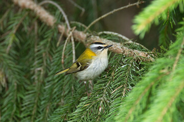 Small passerine bird, the Common firecrest looking for food on a Spruce branch during a spring day in boreal forest in rural Estonia, Northern Europe