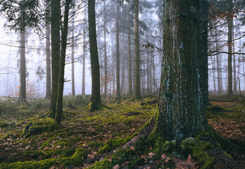 Obraz premium Feiner Hochnebel im Fichten Forst mit Moos