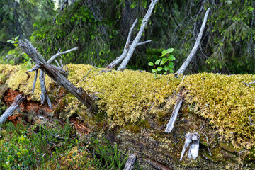 Small Common aspen with fresh leaves growing on a mossy decaying Spruce tree trunk in a summertime old forest in Riisitunturi National Park, Northern Finland