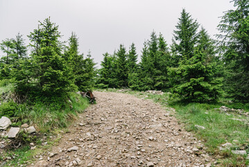 Mountain road in the forest