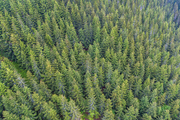 Evergreen forest pattern from an aerial shot