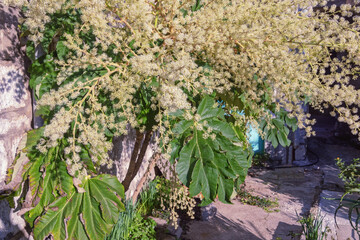 Leaves and flowers of Tetrapanax papyrifer,  rice-paper plant. Montenegro, December