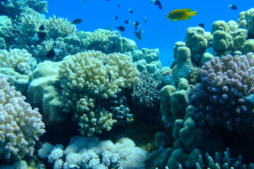 Undersea coral reef view, Red Sea, Egypt, Sharm El Sheikh, Montazah Bay
